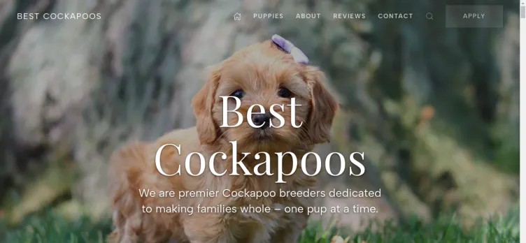 Screenshot Best Cockapoos