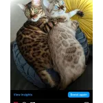 Pedigree Bengals