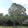 Florida Power & Light [FPL] - tree trimming