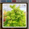 Gardening Express - Cascading gold acer