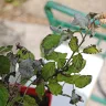 Gardening Express - Order #600126547 - raspberry plant ruby beauty. Delivered in poor condition