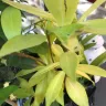 Gardening Express - Product - yellow, dry, squashed, unhealthy plants.