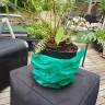 Gardening Express - 600130657 large dicksonia antarctica