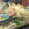 PetSmart - animal mistreatment