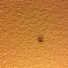 Americas Best Value Inn - roaches and bed bugs