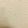 WoodSprings Suites - roach infested room