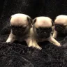 Hoobly - a false person selling pugs in macon ga