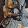 Hoobly - belgian malinois puppies ft worth