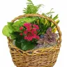 Avas Flowers - floral arrangement/customer service