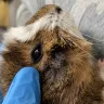 PetSmart - guinea pig