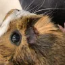 PetSmart - guinea pig