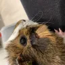 PetSmart - guinea pig