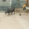 Archaeological Survey of India - unauthorized breeding of cows in masjid of mubarak shah syed in kotla mubarakpur