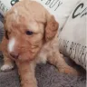 Pets4Homes - Labradoodle puppies for sale - scam