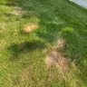 TruGreen - Terrible service - grubs have eaten my grass and they won't respond in a timely manner which is causing further damage to my lawn.