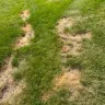 TruGreen - Terrible service - grubs have eaten my grass and they won't respond in a timely manner which is causing further damage to my lawn.