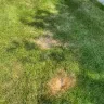 TruGreen - Terrible service - grubs have eaten my grass and they won't respond in a timely manner which is causing further damage to my lawn.