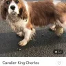 Gumtree - Selling of stolen dogs on Gumtree