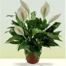 Avas Flowers - Product