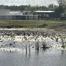 Sun Communities - Pond water level on the 13 hole riverside country club and marina , Ruskin fl