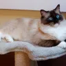 Ragalong Ragdoll - Ragdoll kitten