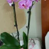 FlowerShopping.com - Incorrect Plant delivered