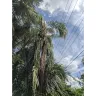 Tampa Electric / Teco Energy - Tree triming