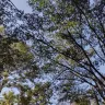 Duke Energy - Request for tree trimming denied for the community.