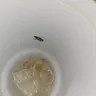 Checkers & Rally's - Roach in my son's drink