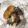 Arby's - Garlic ribeye sandwich