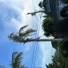 Florida Power & Light [FPL] - My butchered palm trees