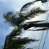 Florida Power & Light [FPL] - My butchered palm trees