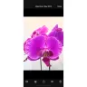 Orchid Album - Needs a few tweaks