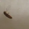 Mattress Firm - bed bugs in my mattress