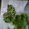 McDonald's - bad lettuce on sandwhich