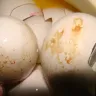 Al Madina Hypermarket - almost 80 % of egg found rotten in a tray of 30 eggs