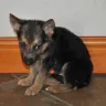 German Shepherd - DANGER! Breeder of sick and bad dogs