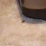 Whirlpool - roach infestation