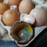 Shoppers Drug Mart - old eggs appear green when opened.