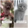 Facebook - Scottish fold kitten