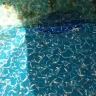 Blue World Pools - midline pool