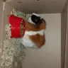 Petco - and guinea pig