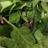 Costco - insect found in bag of greens