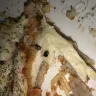 Olive Garden - there was a beetle inside of my chicken that was served to me.