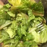 Coles Supermarkets Australia - a coles caesar salad