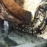 Petco - snake