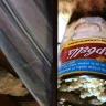 Campbell's - mushroom soup