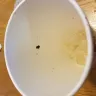 Carl's Jr. - bug in my soda.