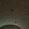 Americas Best Value Inn - stink bugs