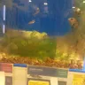 PetSmart - fish